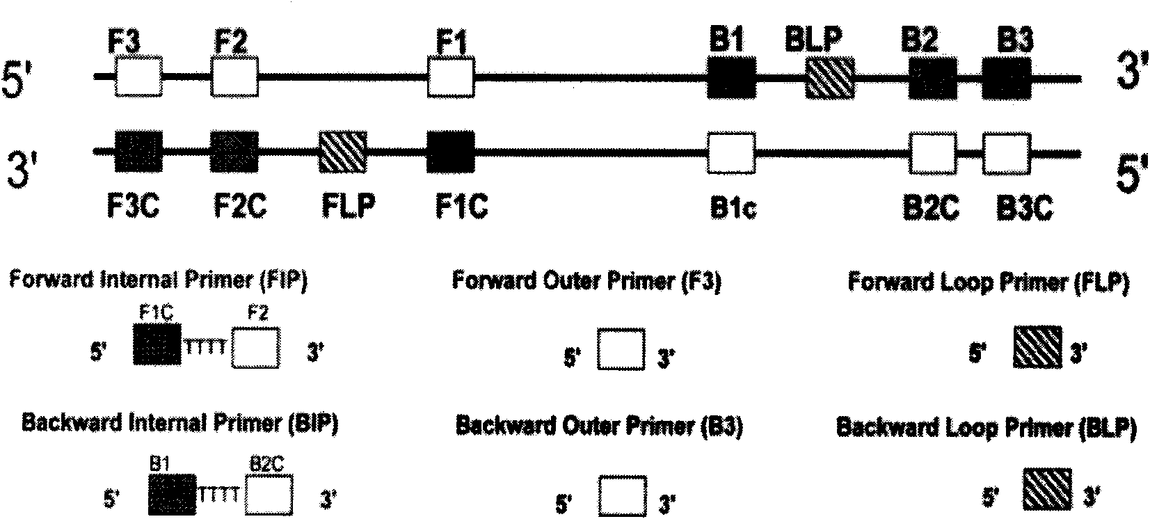 Kit for rapid joint detection of epidemic JEV, DEV and WNV and detection method thereof