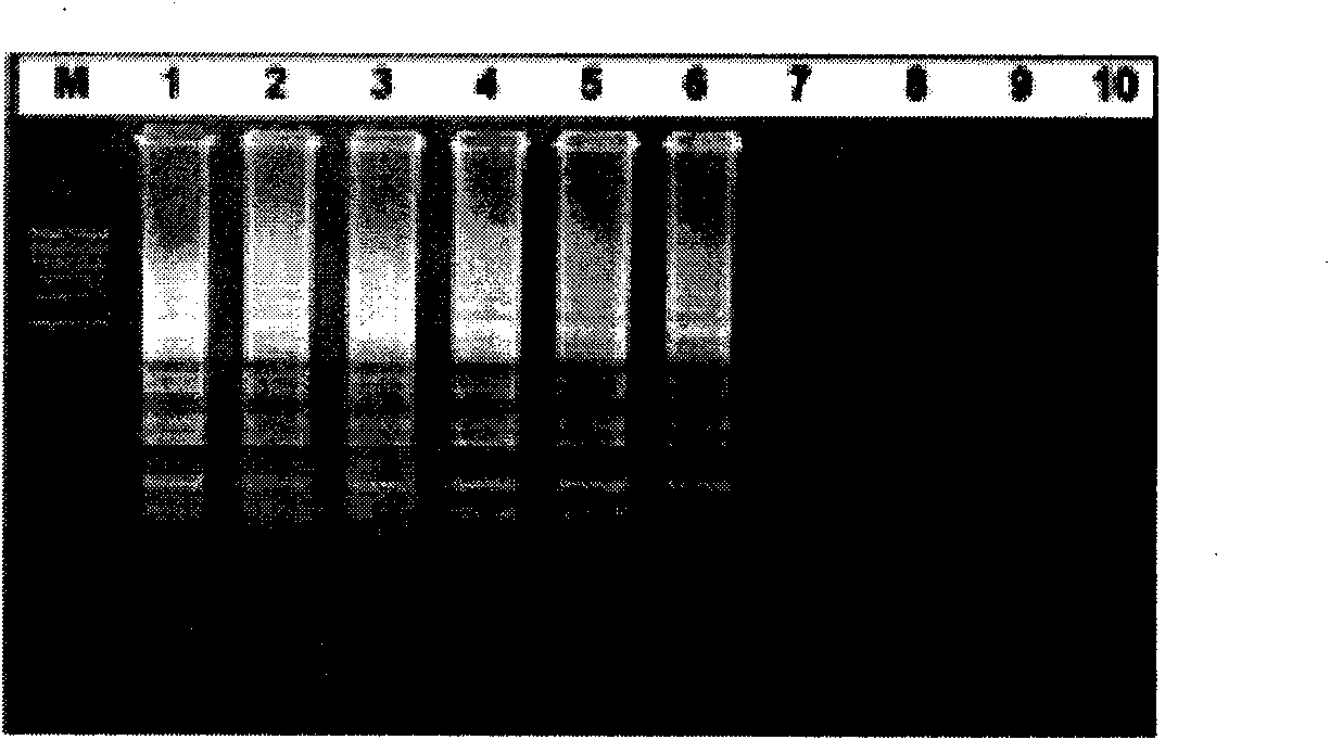 Kit for rapid joint detection of epidemic JEV, DEV and WNV and detection method thereof