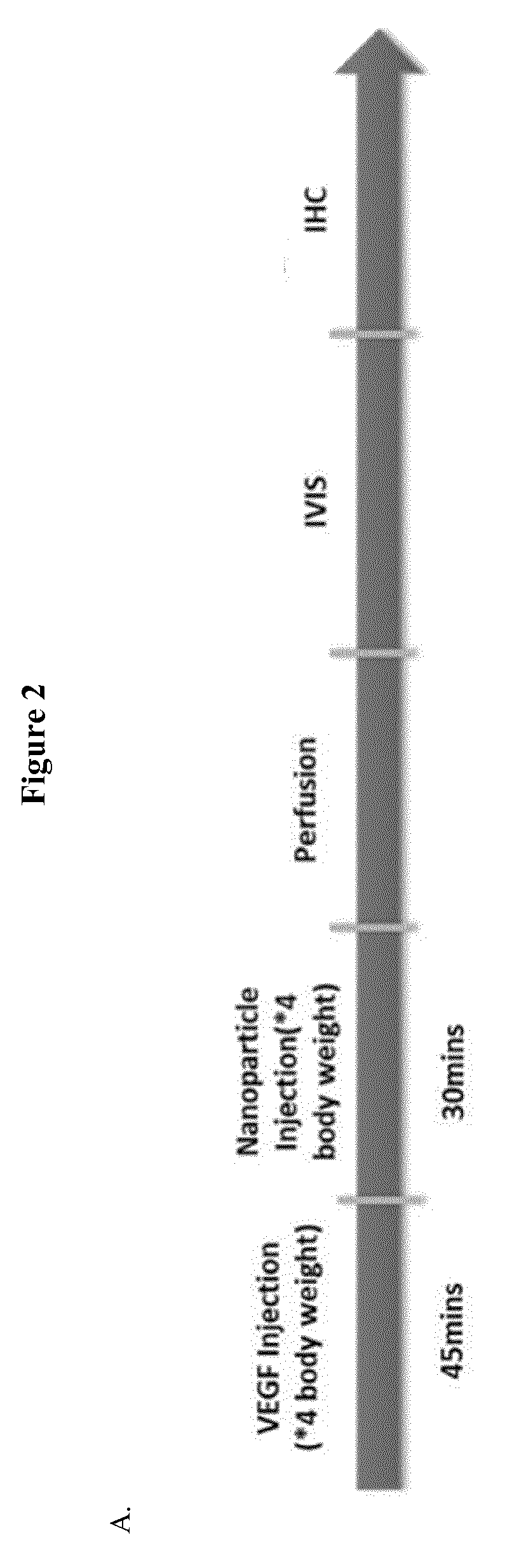Methods for enhancing permeability to blood-brain barrier, and uses thereof