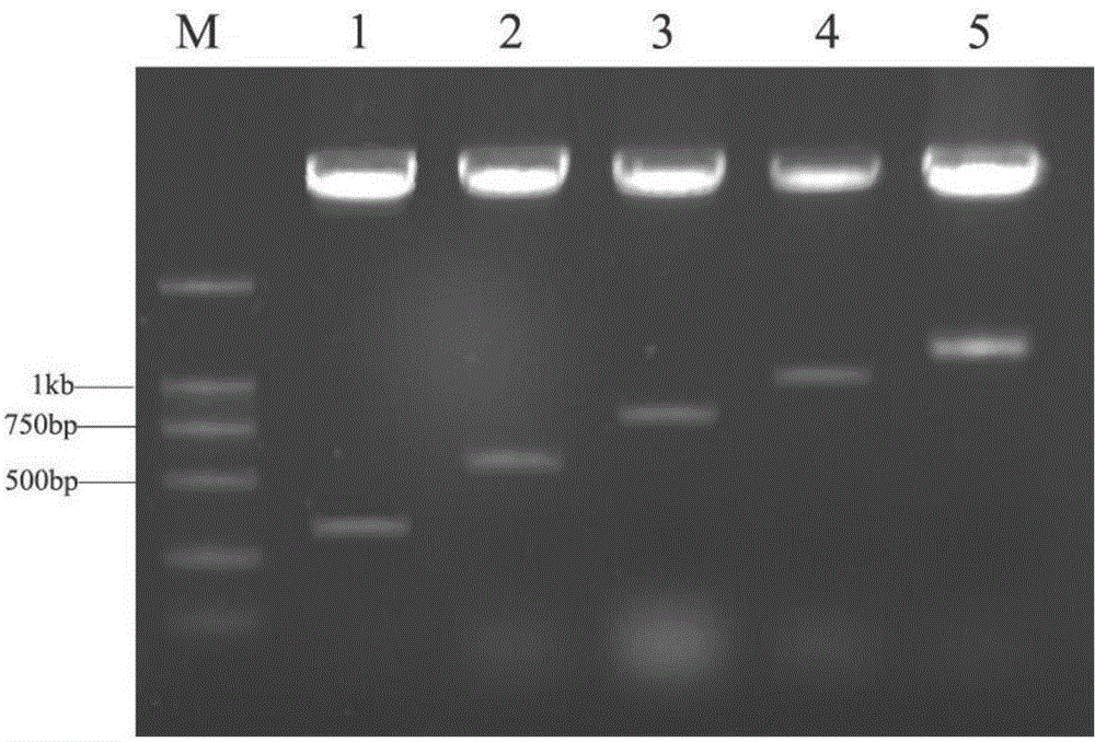 Nature feed additive for microorganism-derived aquatic animals, and application of nature feed additive