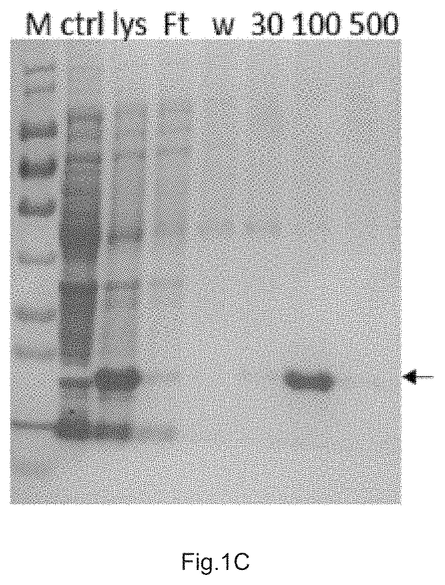 N-terminal recombinant protein of ccr4 and use thereof