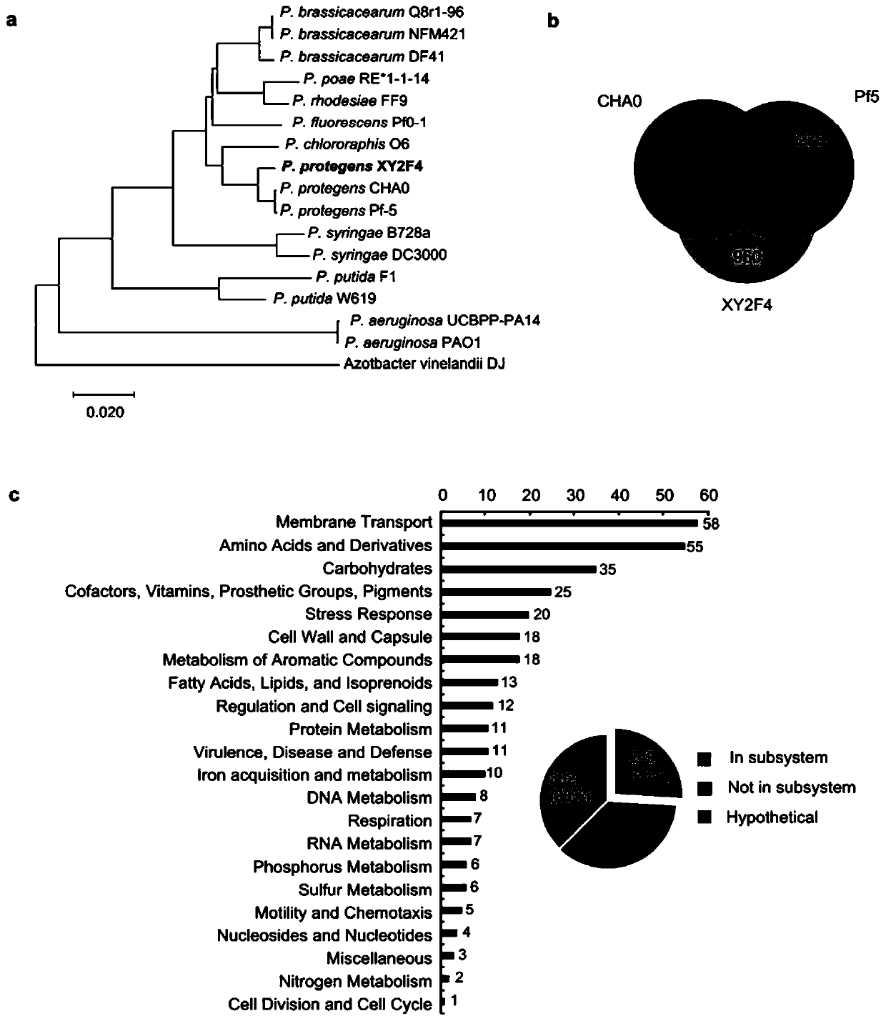 Pseudomonas protegens XY2F4 and application thereof in control of crop verticillium wilt