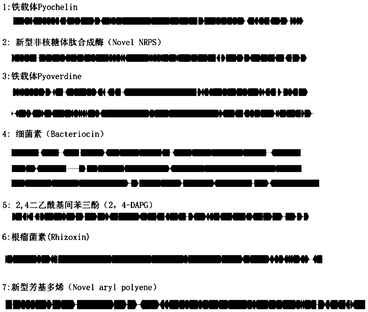 Pseudomonas protegens XY2F4 and application thereof in control of crop verticillium wilt