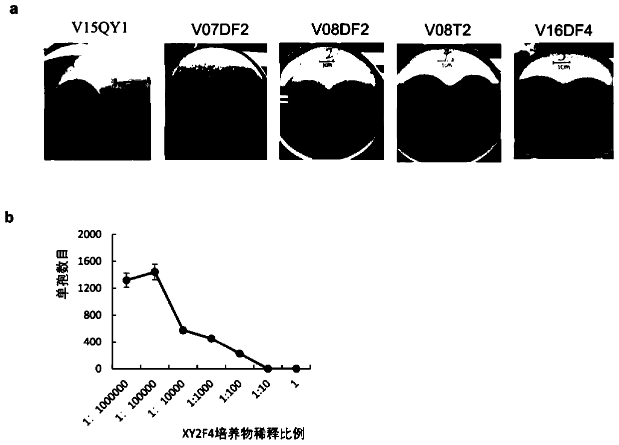 Pseudomonas protegens XY2F4 and application thereof in control of crop verticillium wilt