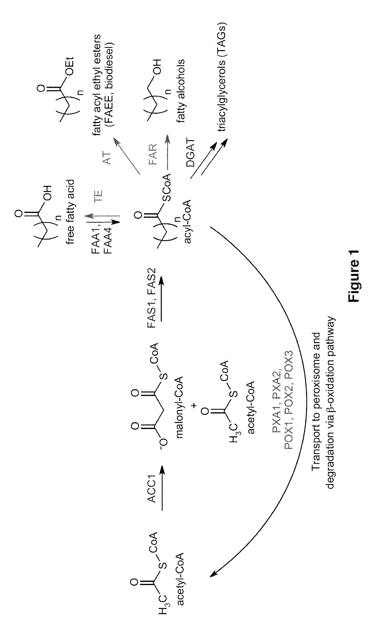 Yeast cell modified to overproduce fatty acid and fatty acid-derived compounds
