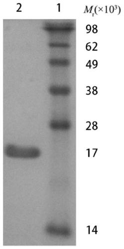 Borrelia garinii OspA protein C-terminal peptide fragment and application thereof