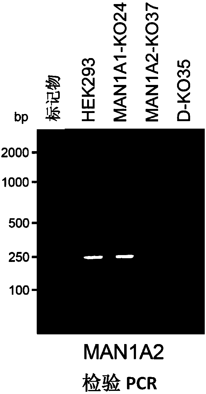 Animal cell strain and method for glycoprotein production and glycoprotein and application thereof