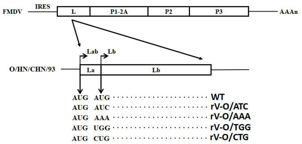 A kind of attenuated mutant strain of foot-and-mouth disease virus and its preparation method and application