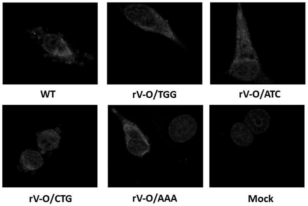 A kind of attenuated mutant strain of foot-and-mouth disease virus and its preparation method and application