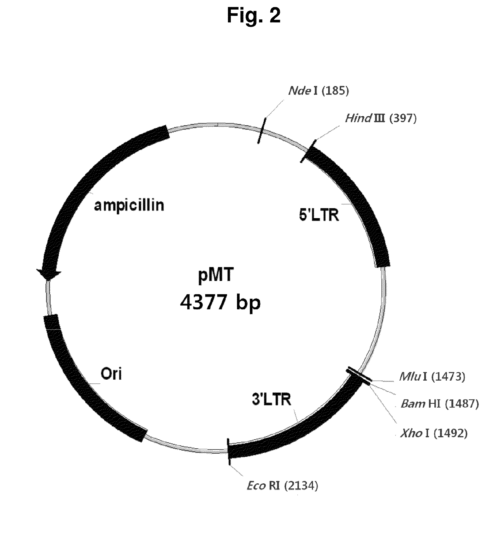 Adenovirus producing novel cell line and the use thereof