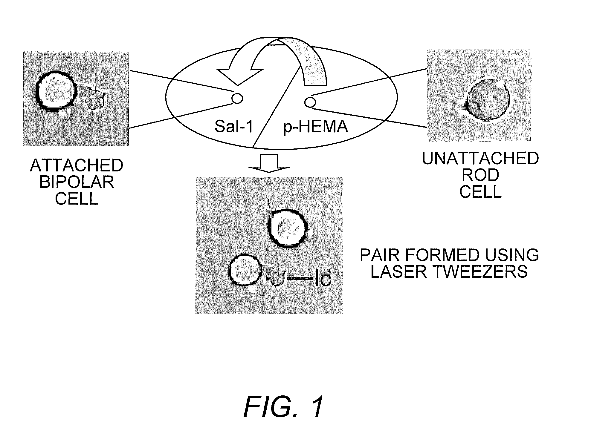 Method for Micromanipulation of Cells