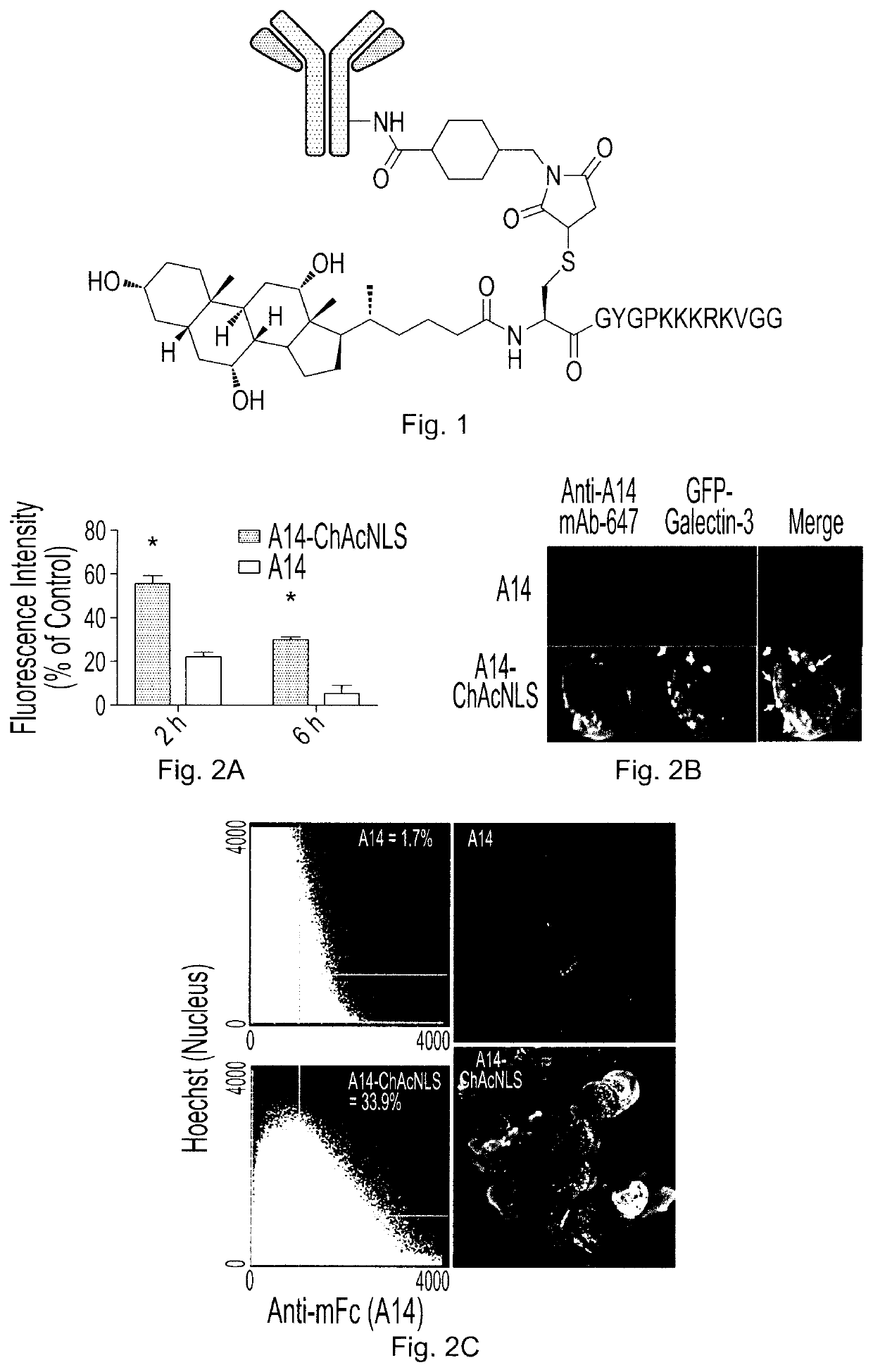 Antibody conjugate for treating and detecting bladder cancer