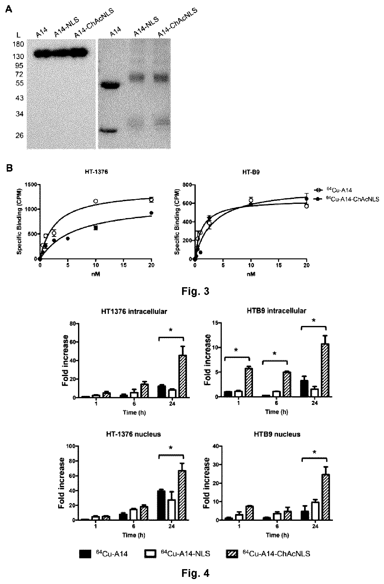 Antibody conjugate for treating and detecting bladder cancer