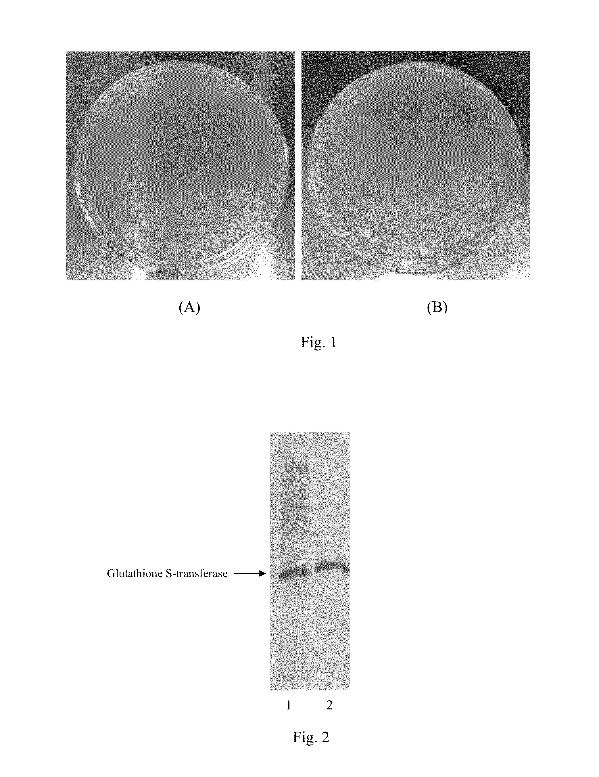 Composite Carrier for Immobilization of Proteins, Polypeptides or Oligopeptides, Preparation Methods and Application Thereof