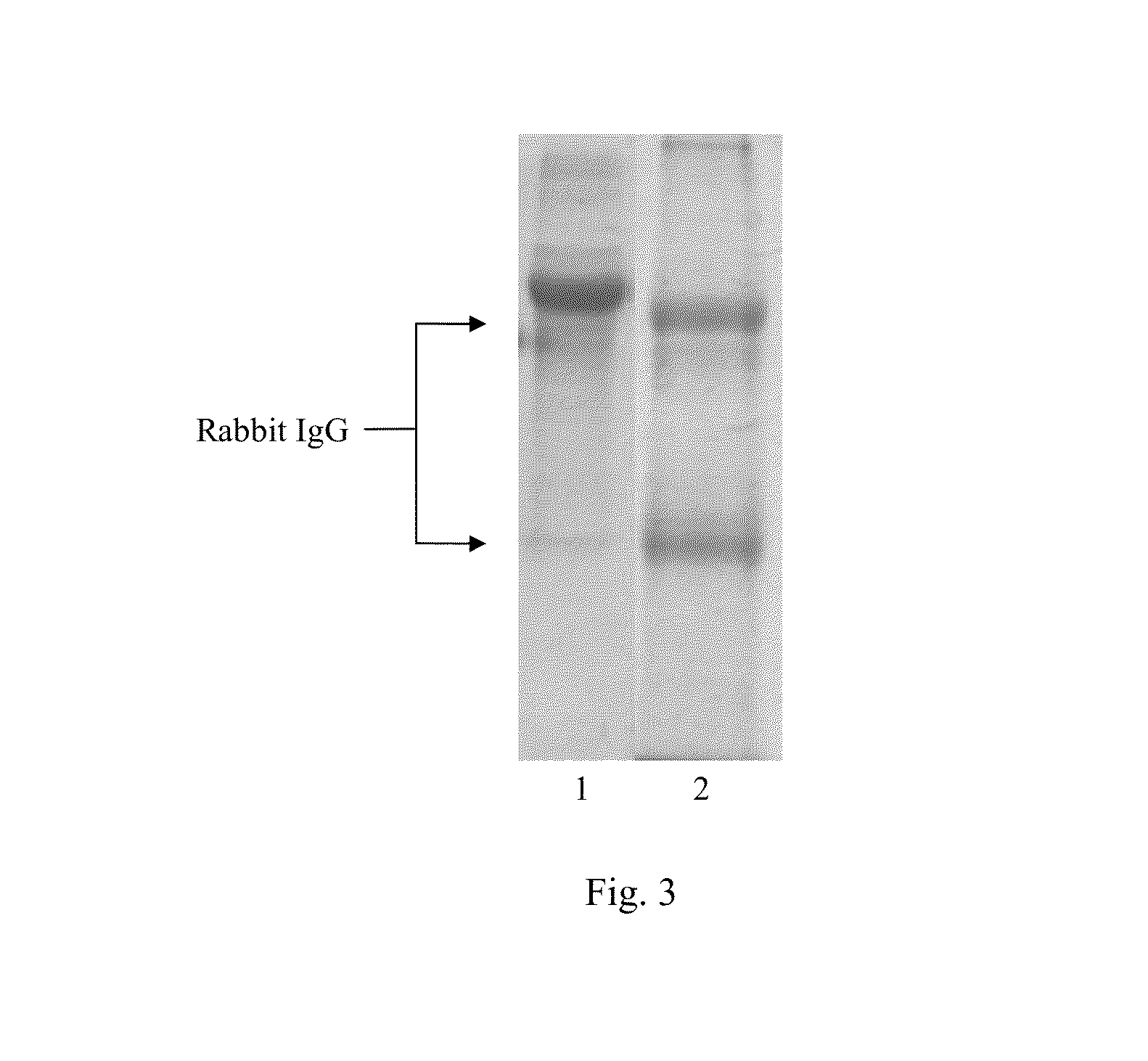 Composite Carrier for Immobilization of Proteins, Polypeptides or Oligopeptides, Preparation Methods and Application Thereof