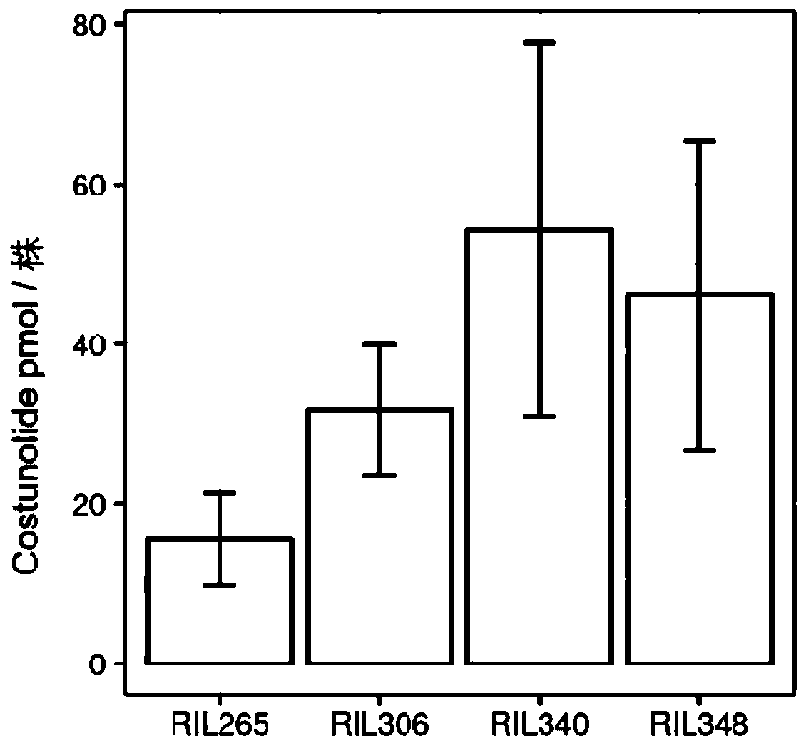 Method for efficiently collecting and purifying Orobanchecumana germination stimuli by using mist culture and solid-phase extraction technologies