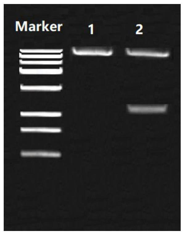 Nepenthes wcor413-like protein and its application