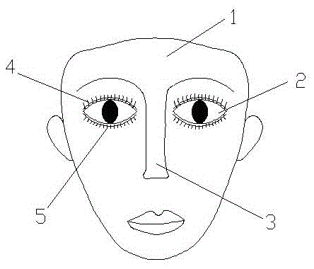 A nursing teaching model of cutting eyelashes and lacrimal duct flushing technology in ophthalmology department