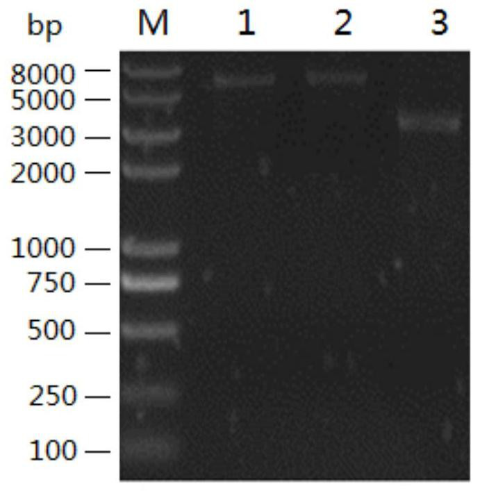 A recombinant lactobacillus that simultaneously expresses Clostridium perfringens α, β2, ε, β1 exotoxin and its construction method and application