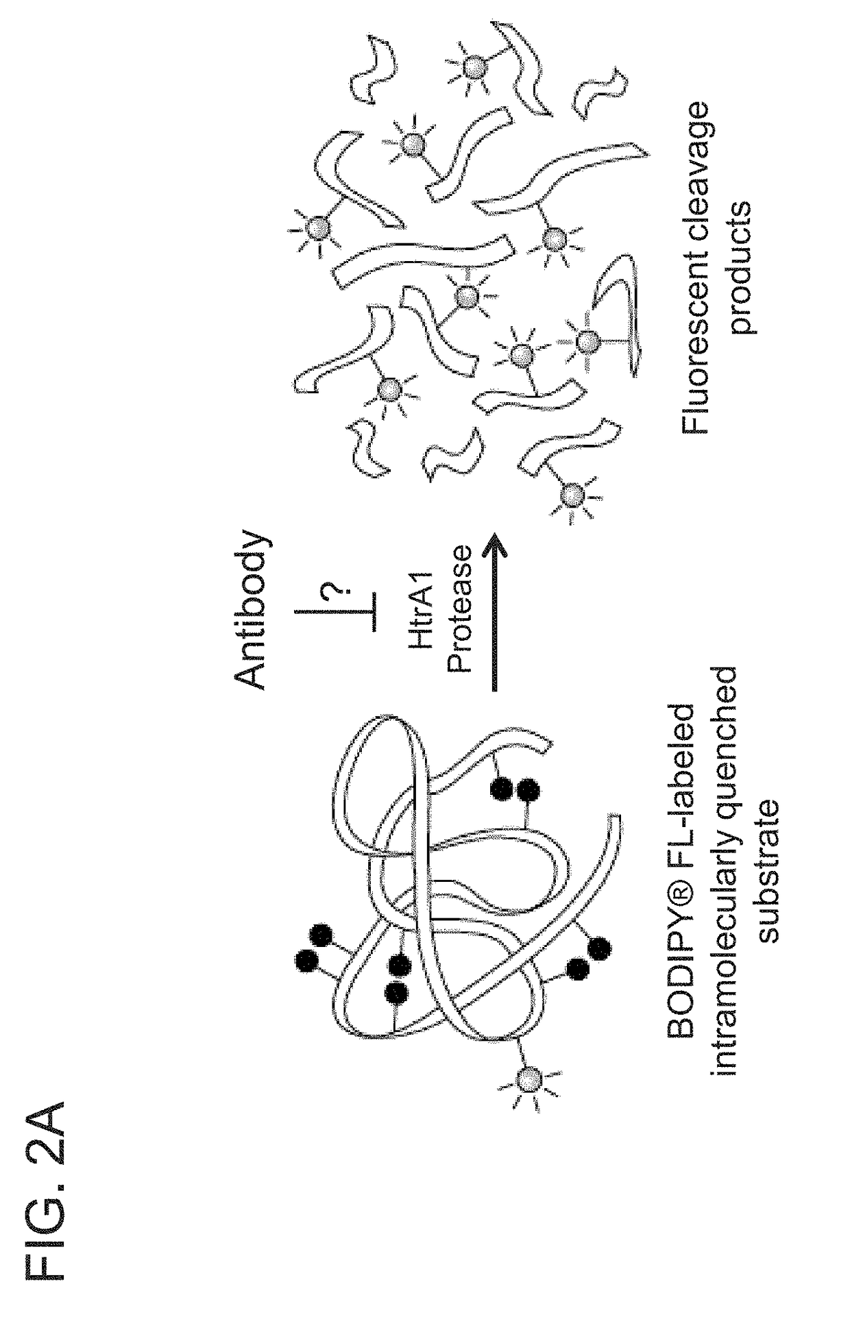 ANTI-HtrA1 ANTIBODIES AND METHODS OF USE THEREOF