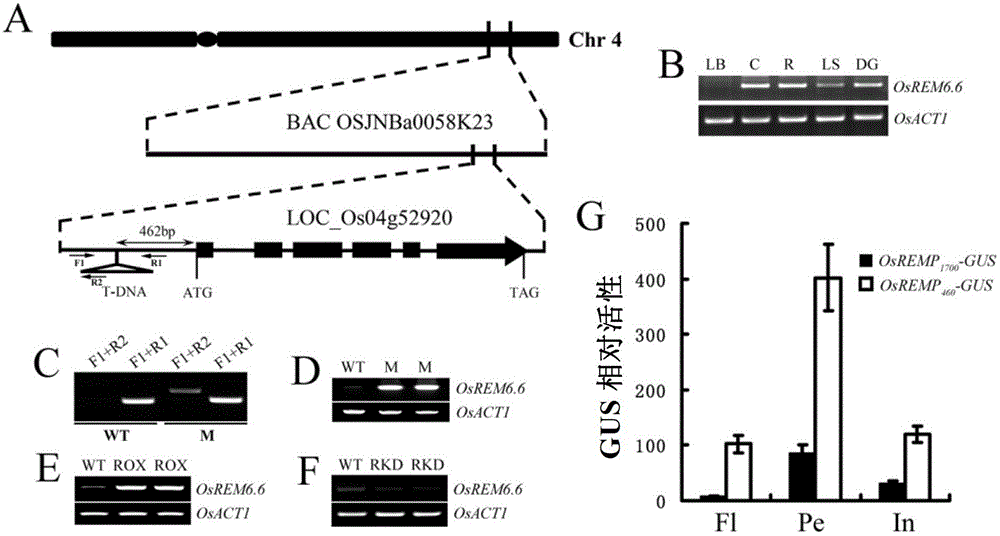 A gene regulating rice seed setting rate and its application