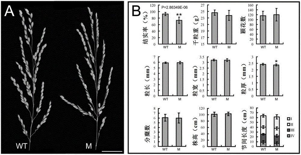A gene regulating rice seed setting rate and its application