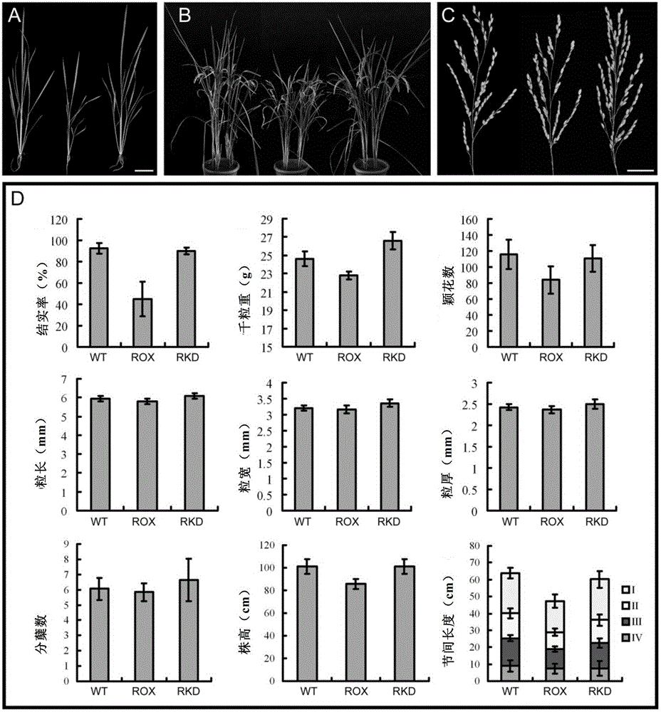 A gene regulating rice seed setting rate and its application