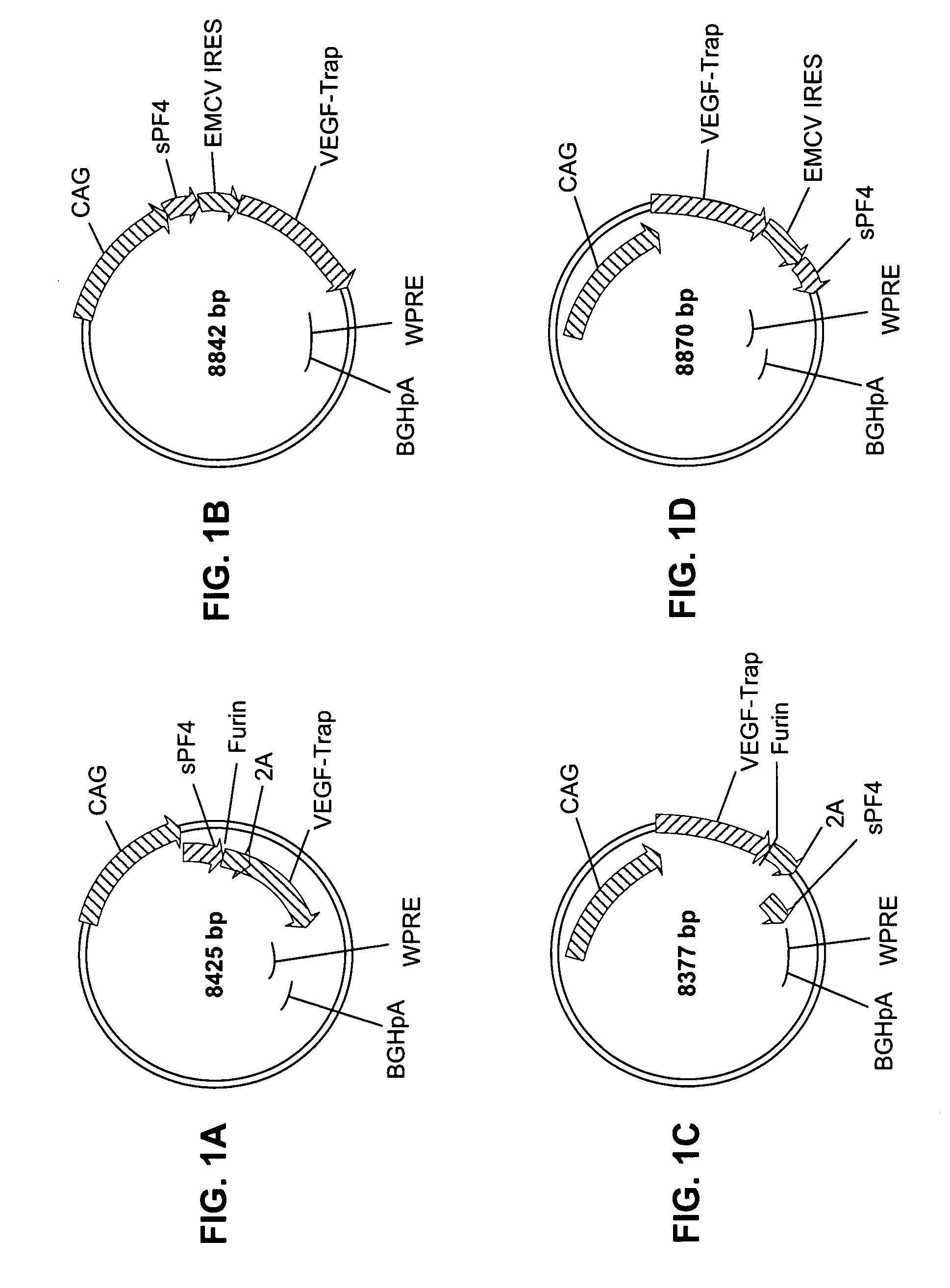 Compositions and methods for enhanced expression of recombinant polypeptides from a single vector using a peptide cleavage site