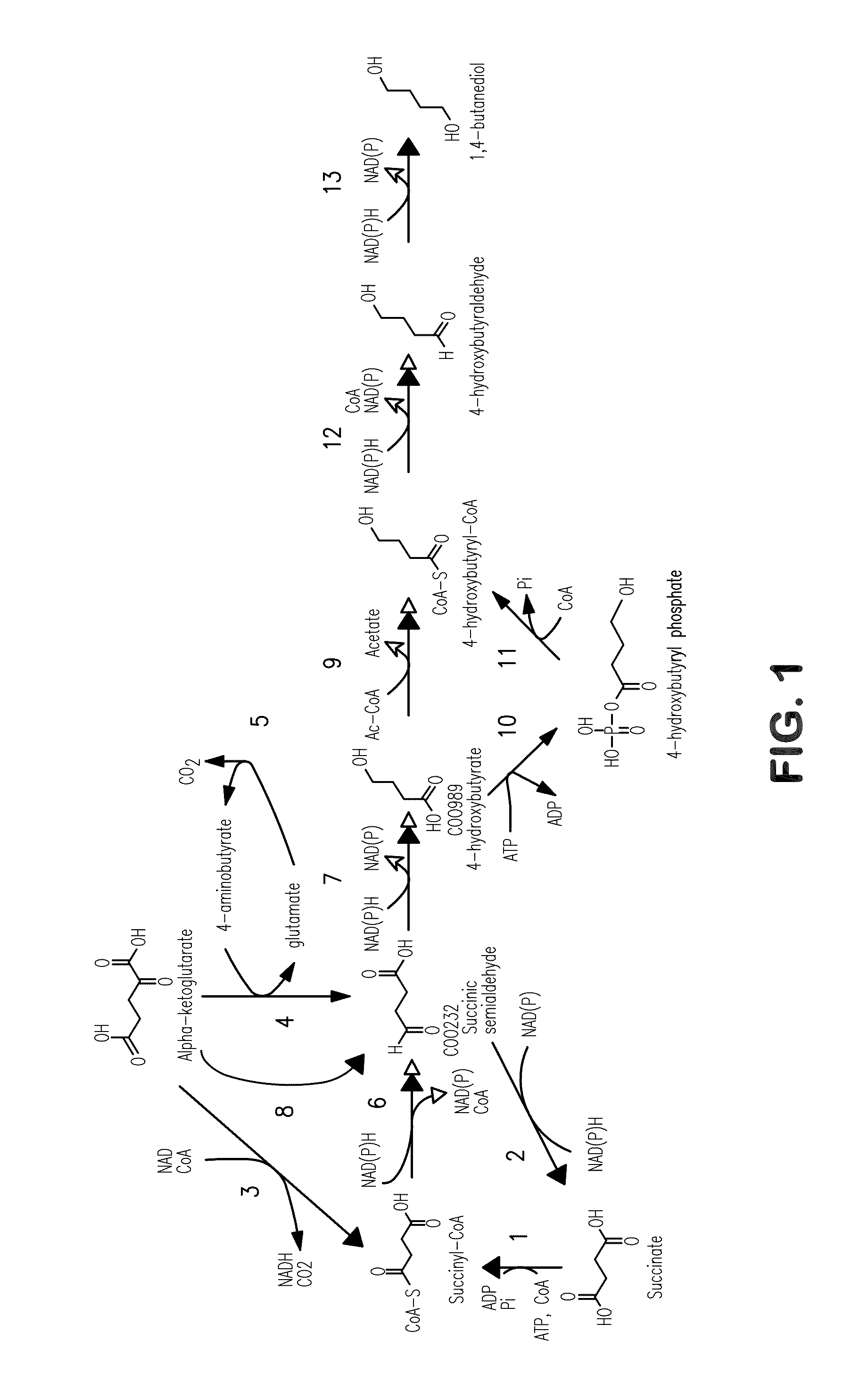 Microorganisms for the production of 1,4-butanediol and related methods