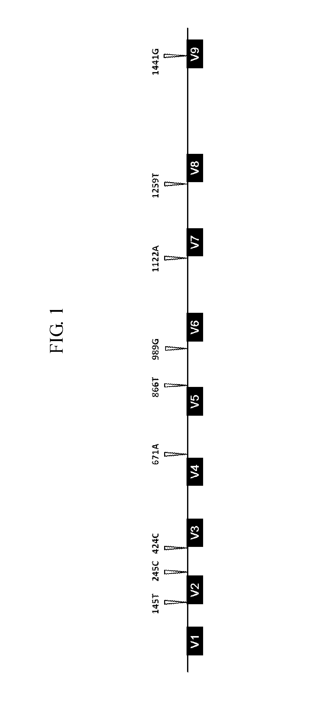 Quantitative analysis method using microorganism 16S rDNA gene having single nucleotide polymorphism