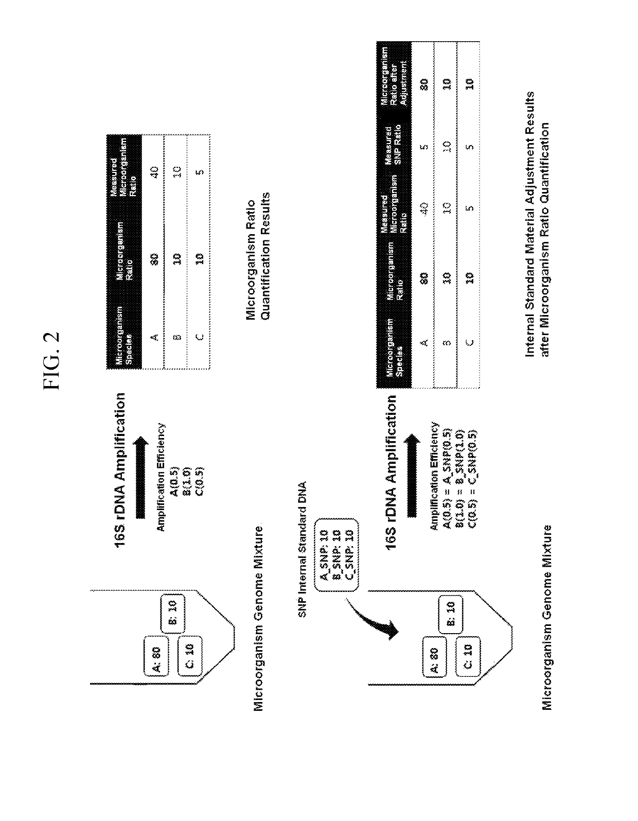 Quantitative analysis method using microorganism 16S rDNA gene having single nucleotide polymorphism