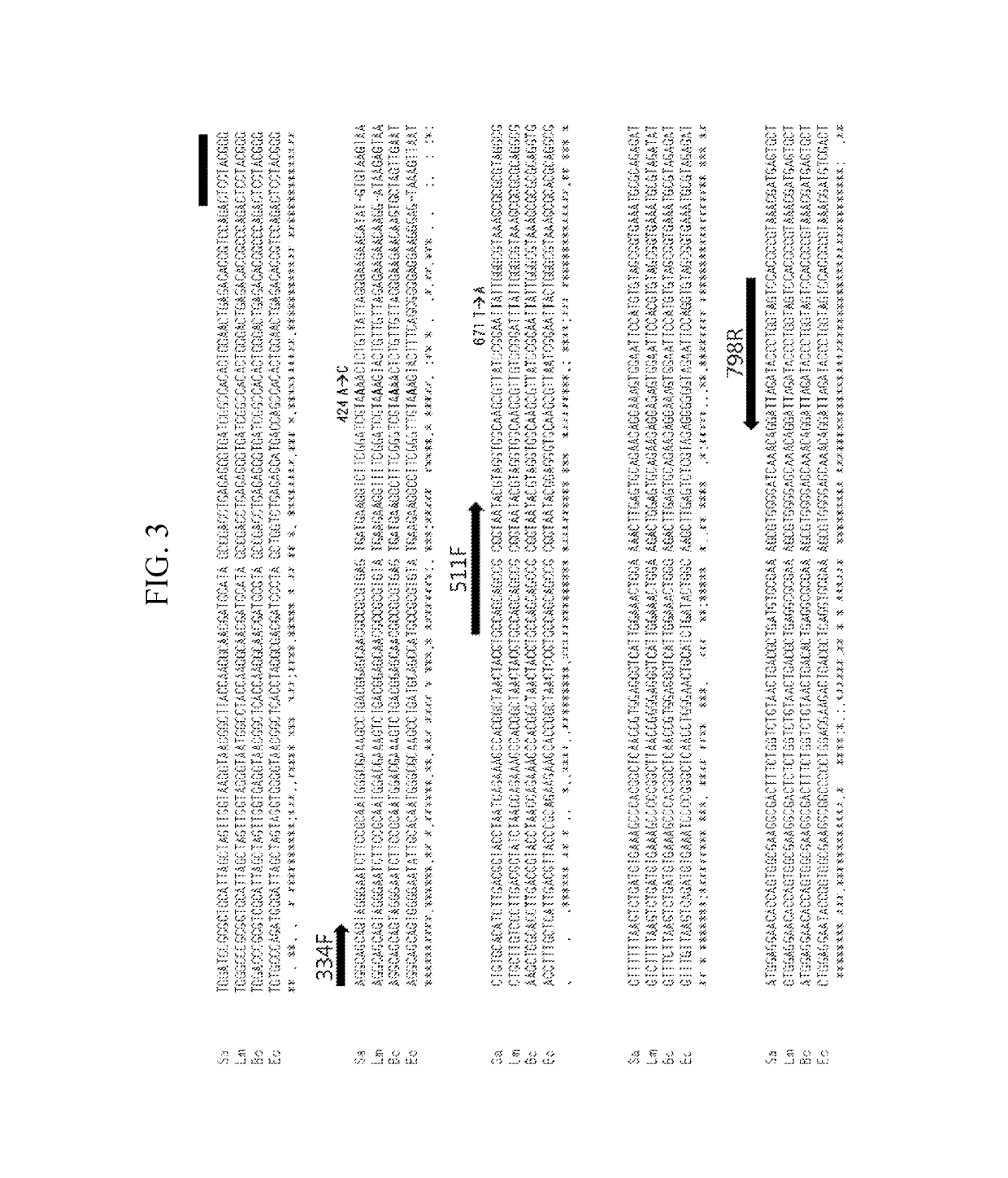 Quantitative analysis method using microorganism 16S rDNA gene having single nucleotide polymorphism