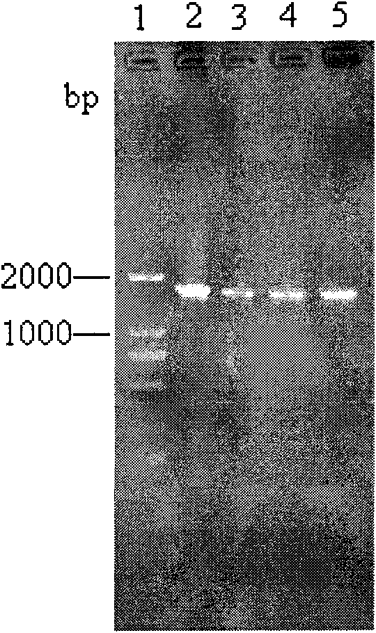 Glycerol dehydratase gene, vector, engineering bacteria and application thereof