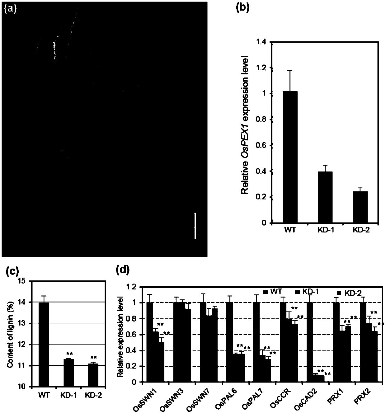 Application of paddy OsPEX1 gene in regulating lignin metabolism