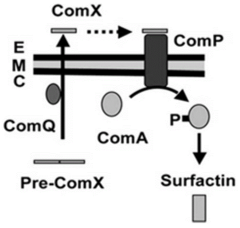 Pseudomonas fluorescens cb113 QS system comQ gene deletion mutant strain and its application