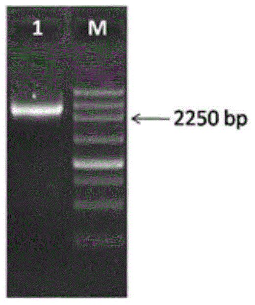 Pseudomonas fluorescens cb113 QS system comQ gene deletion mutant strain and its application