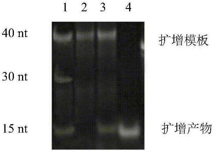 High-salinity-resistant nucleic acid sensor for copper and application thereof