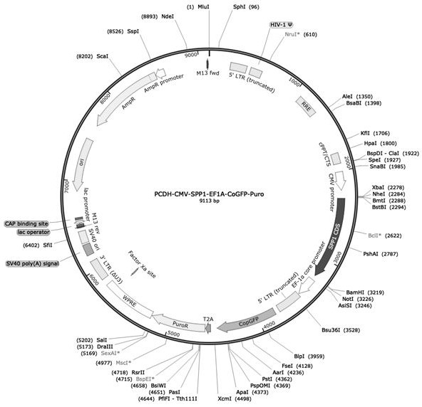 Lentivirus-based porcine SPP1 gene vector as well as construction and application thereof