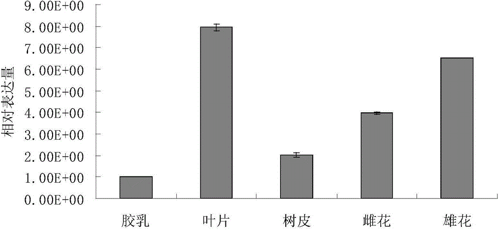 Antioxidative protein from rubber tree as well as encoding gene and application of antioxidative protein