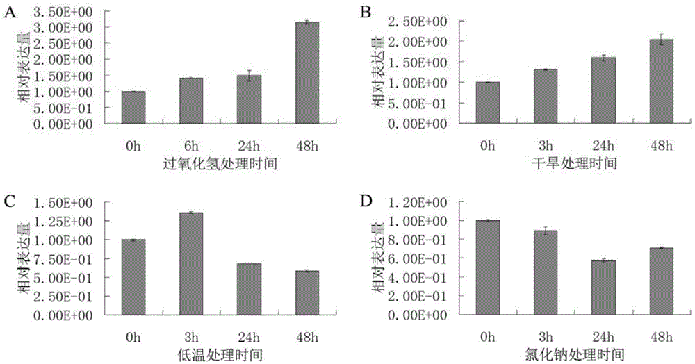 Antioxidative protein from rubber tree as well as encoding gene and application of antioxidative protein