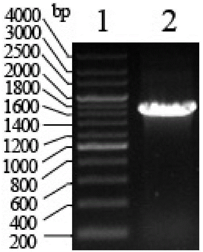 Antioxidative protein from rubber tree as well as encoding gene and application of antioxidative protein