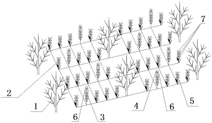 A method for interplanting corn after harvesting wheat in orchards in southern Xinjiang