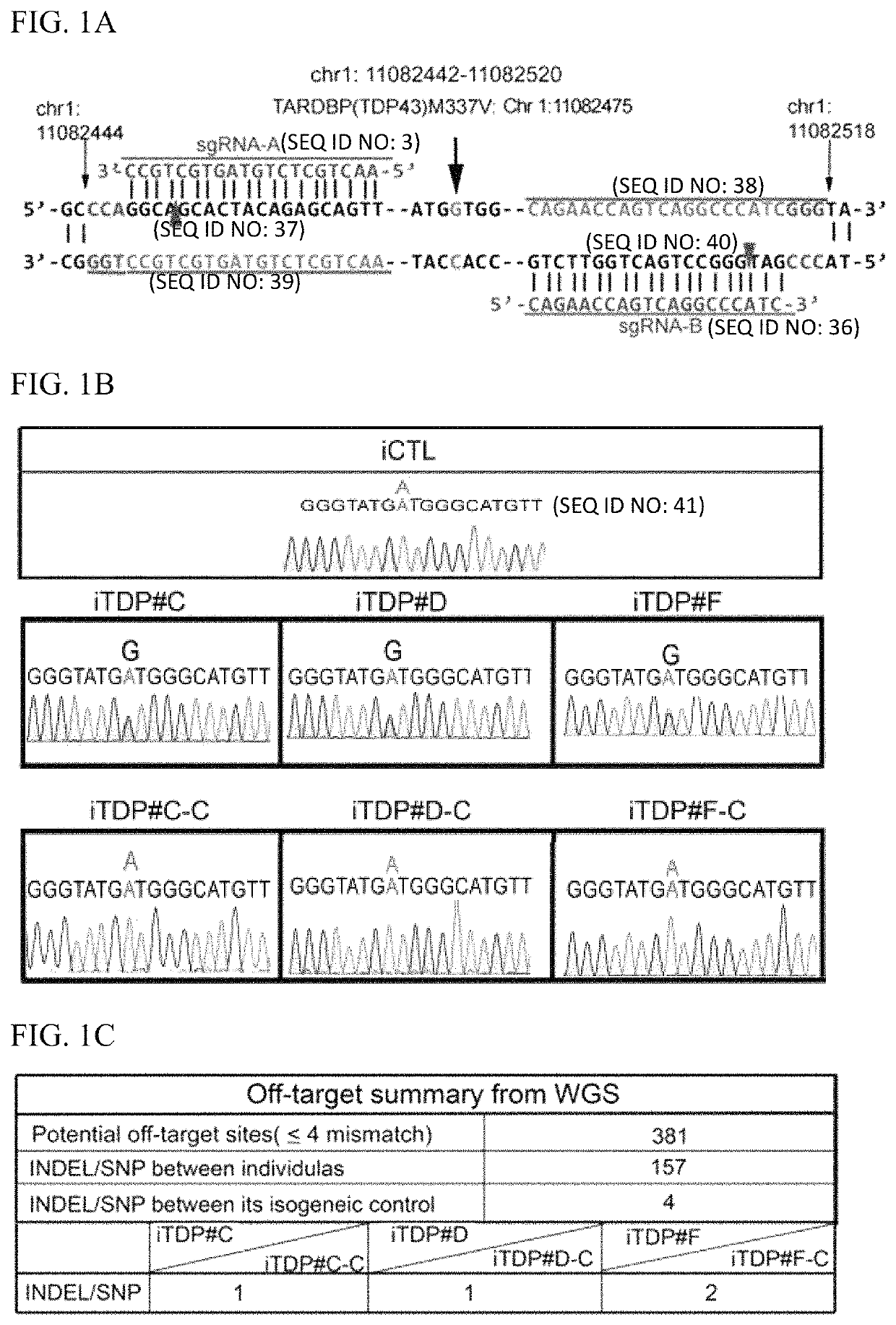 Nuclear paraspeckle assembly transcript 1 as therapeutic targeting in neurodegeneration