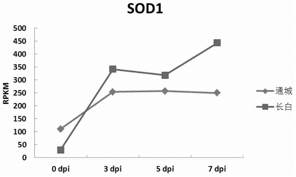 Application of porcine SOD1 gene in PRRS (Porcine Reproductive and Respiratory Syndrome) virus resistance