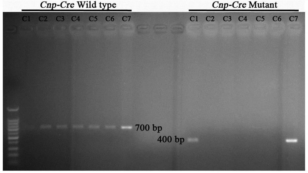 Application of P110 alpha in preparation of reagent for regulating and controlling animal energy metabolism