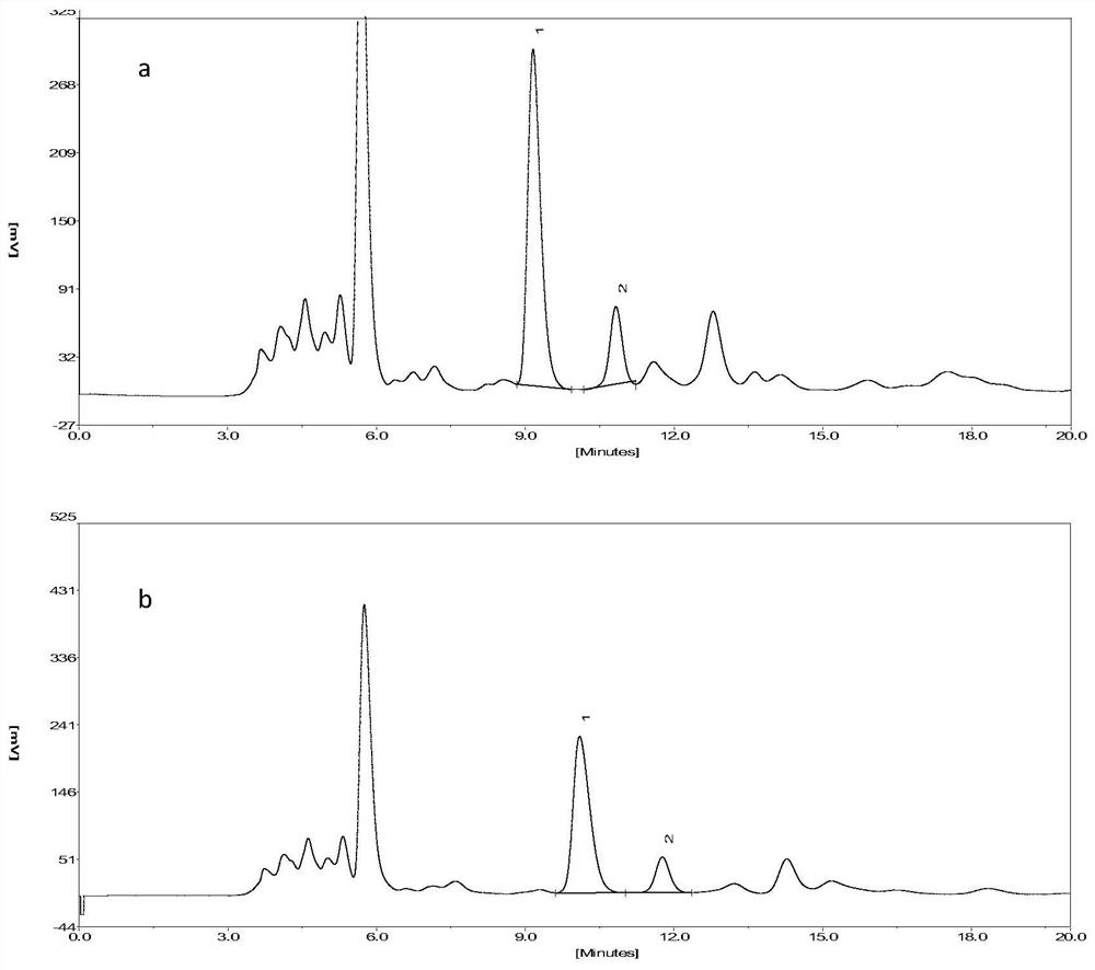 A deep eutectic solvent-water mixture for synchronously extracting salidroside and tyrosol in Rhodiola rosea and its preparation method and extraction method