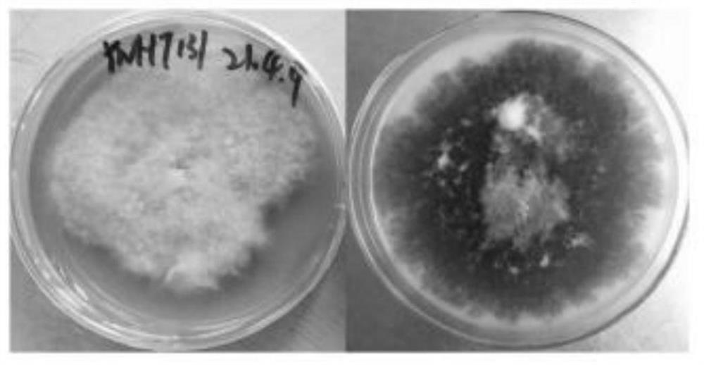 Culture method for rapid and mass production of spores from pathogenic bacteria of sugarcane stripe