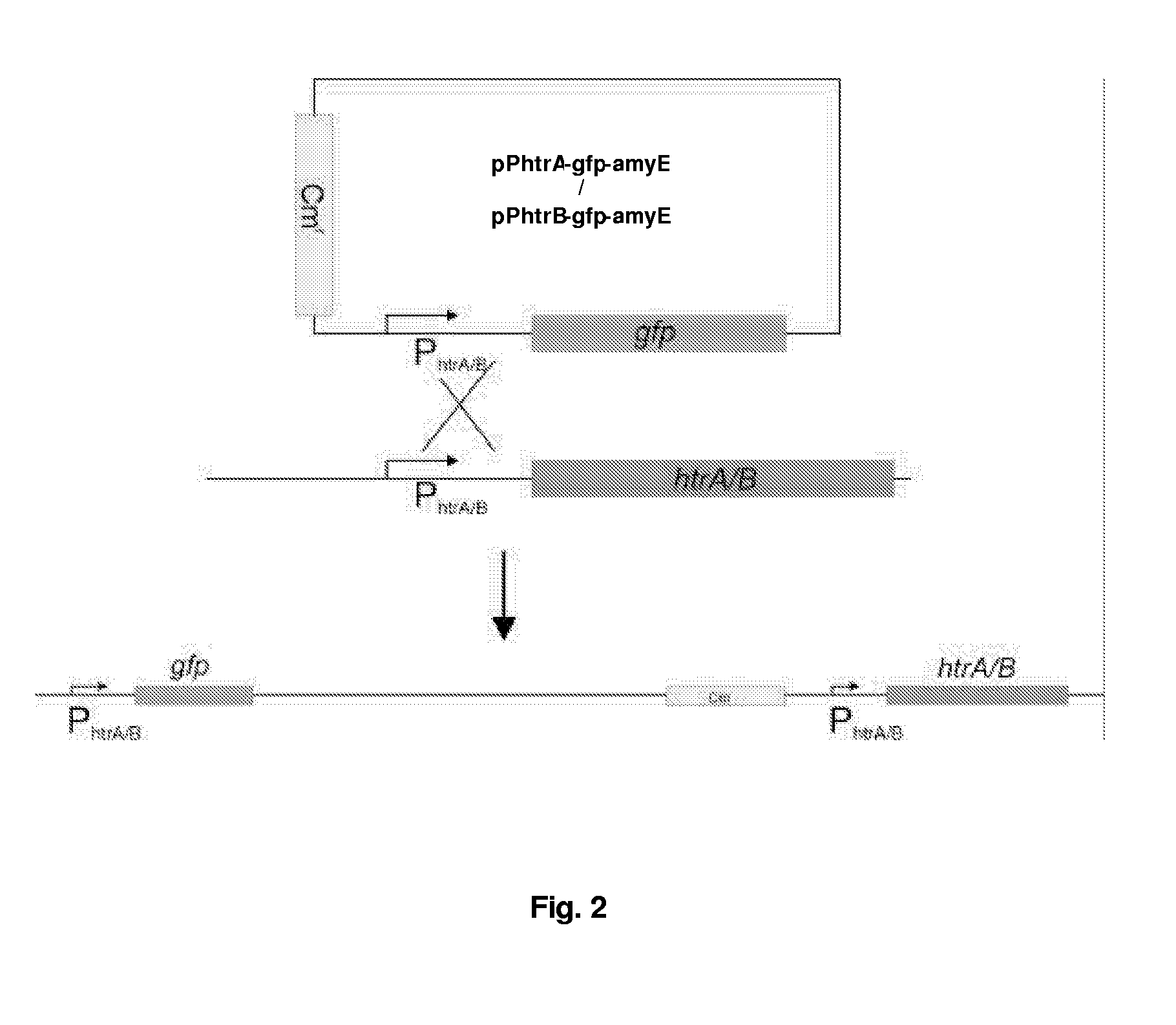 Method of Expression Cloning in a Host Cell