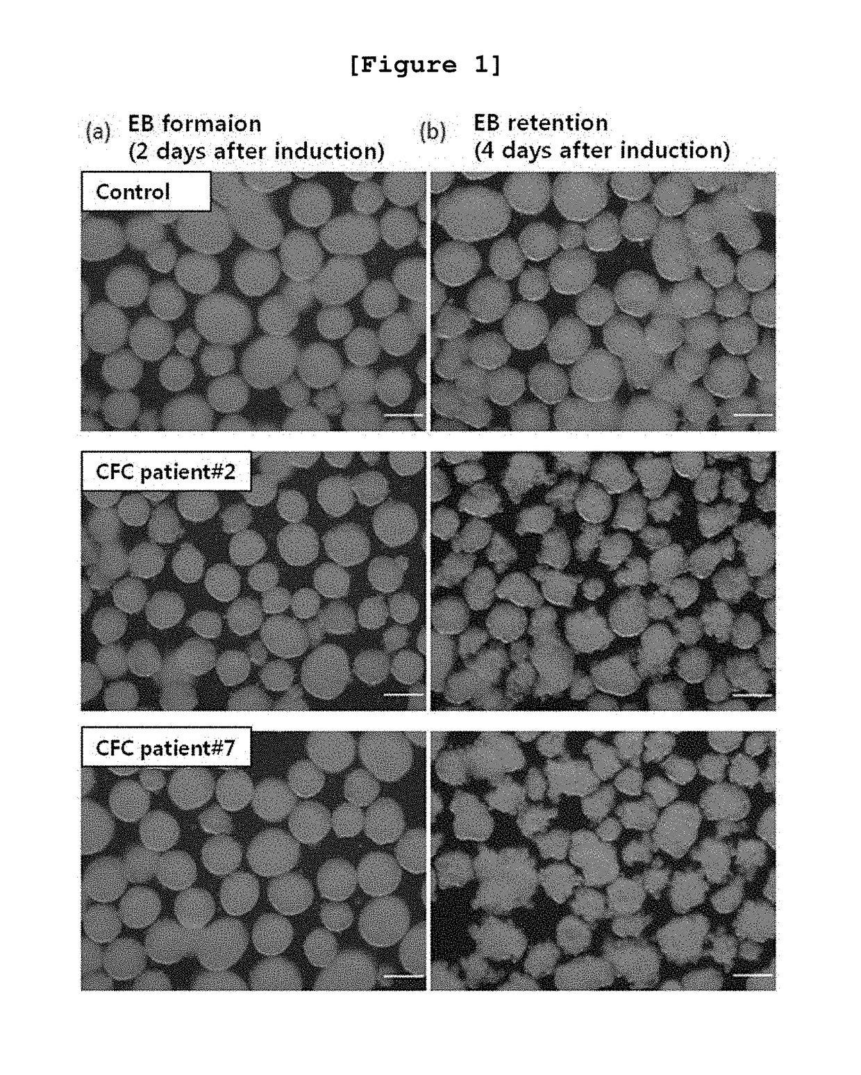 Induced pluripotent stem cell model for cardiofaciocutaneous syndrome and uses thereof