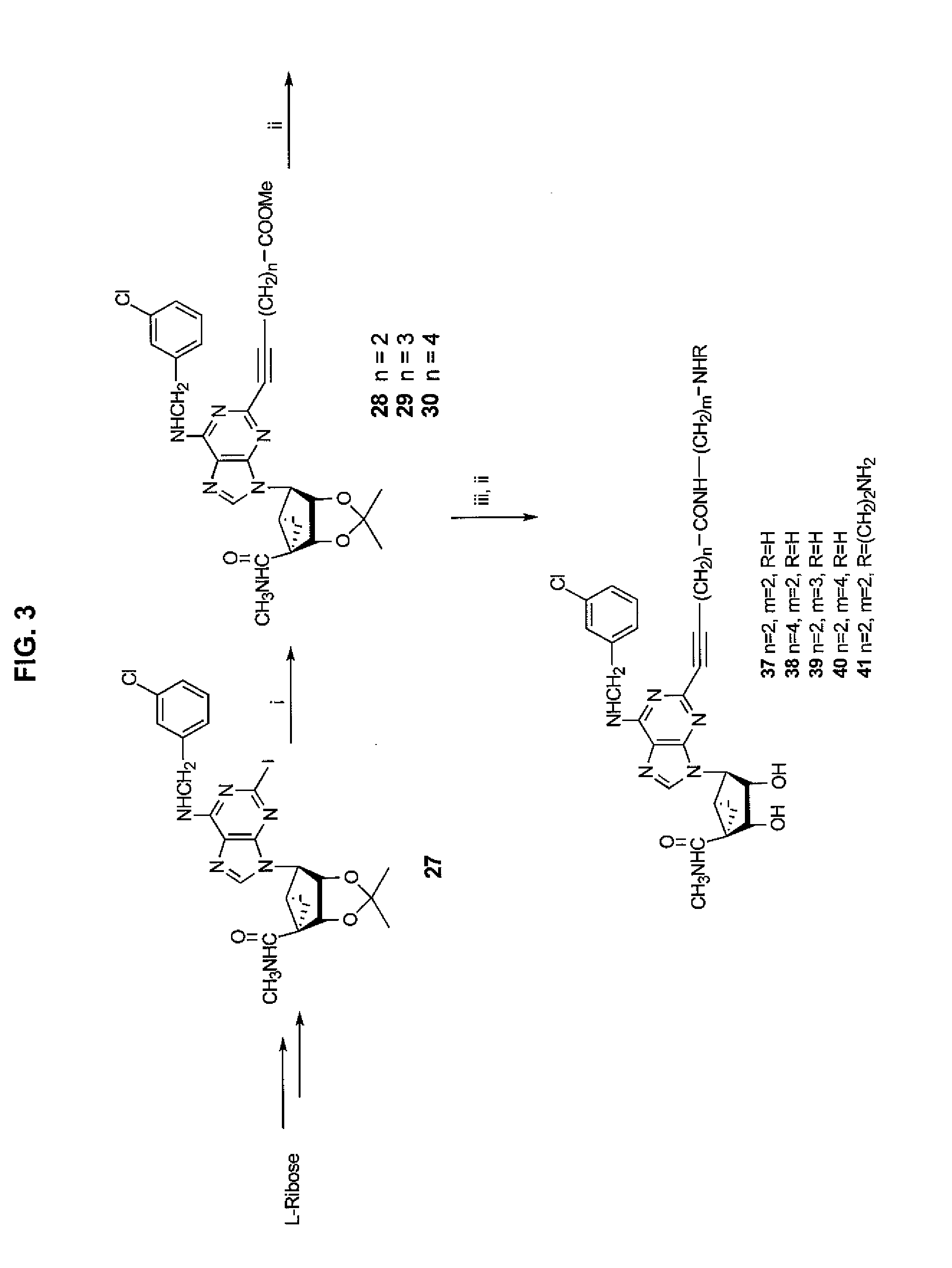 Purine derivatives as a3 adenosine receptor-selective agonists